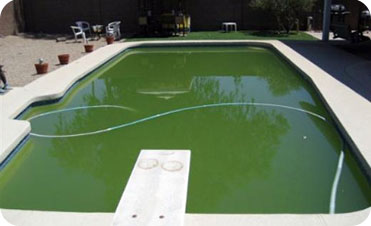 Green Pool Treatment in Brisbane